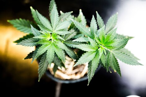 Un fallo inédito a favor del cultivo de cannabis medicinal  