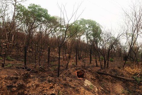 Más de 4800 hectáreas quemadas por los incendios en el sur de Ecuador