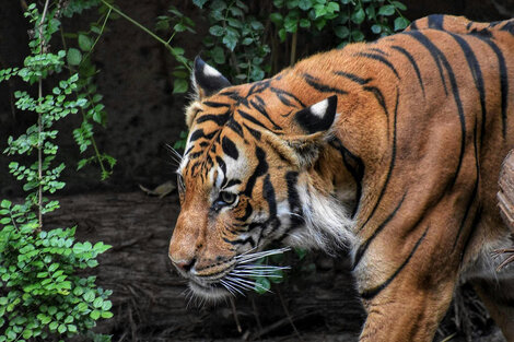 Los dueños del Zoo de Luján no fueron sobreseídos