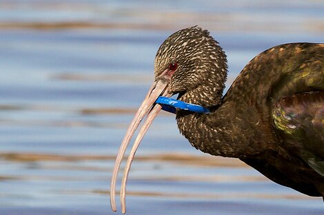 El peligro que representa el plástico para la fauna es inmenso.