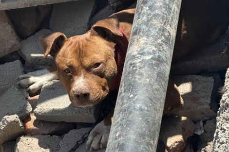 Córdoba: dos niños resultaron heridos tras ser atacados por un pitbull