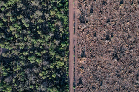 Crónicas del desmonte campo adentro