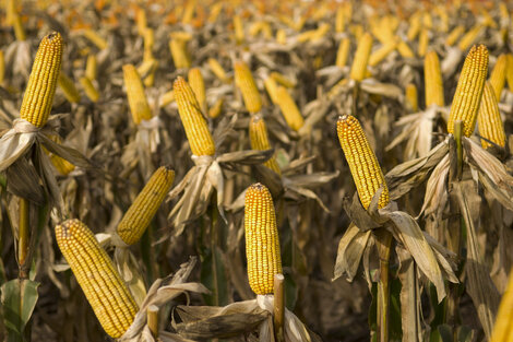 La siembra de maíz con destino grano comercial apenas llegó al 13,7 por ciento.