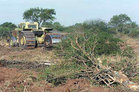 Temen que Salta pierda los $1200 millones de la Ley de Bosques 