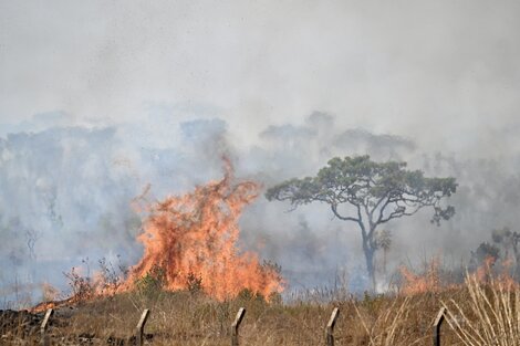 Brasil busca endurecer las penas contra los delitos ambientales