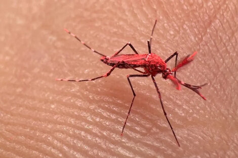 ¿Por qué Mendoza aconseja no matar a los nuevos mosquitos "rojos"?