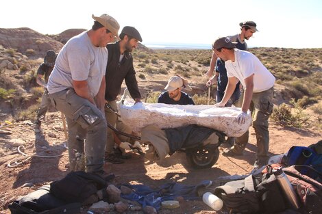 Río Negro: hallaron restos fósiles de una nueva especie de dinosaurio carnívoro