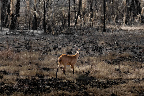 Bolivia y Brasil, los países más afectados por los incendios forestales 