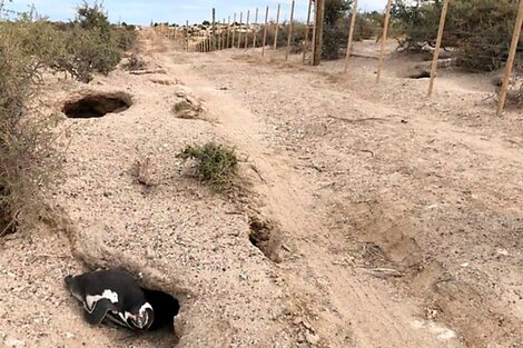 Empezó el juicio por los pingüinos masacrados en Punta Tombo: qué dijo el tío del acusado