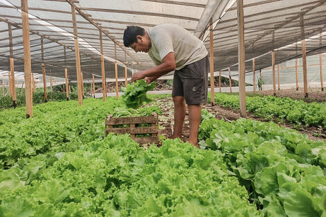 Los productores de alimentos resisten ante la caída general del consumo. 