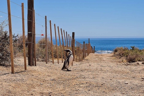 Condenaron al acusado de la matanza de pingüinos en Punta Tombo