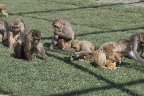 Se escaparon 43 monos de un laboratorio