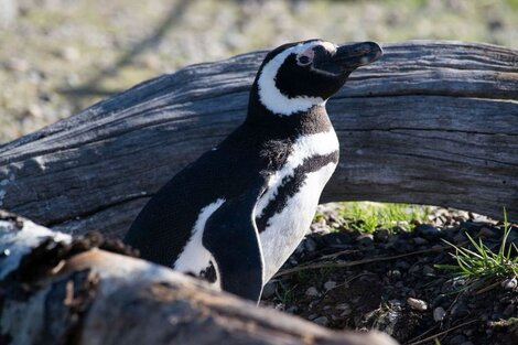 Pidieron cuatro años de cárcel para el culpable de la masacre de pingüinos en Punta Tombo