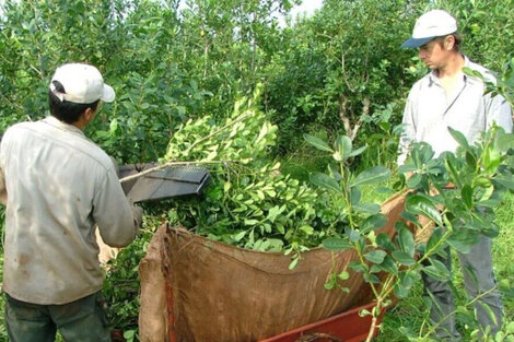 La yerba mate orgánica integra el top 3 de productos más elegidos en la práctiva de consumo sustentable.