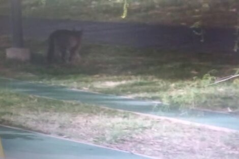 Alerta en la ciudad de Córdoba por un puma suelto