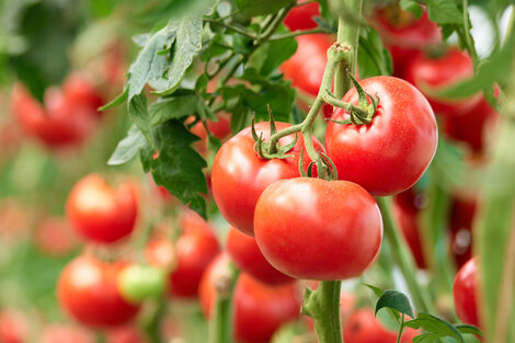 En los últimos veinte años, hay 10 mil agricultores menos de tomate en Mendonza.