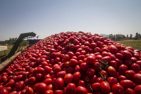 La importación de tomates, otra consecuencia del modelo libertario que preocupa a los productores locales. 