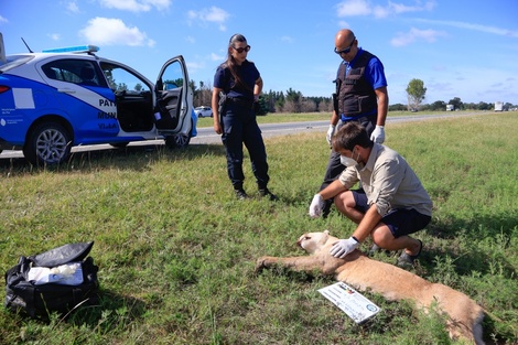 Un puma atropellado a la vera de la ruta.           (Foto Municipalidad de Villa Gesell)