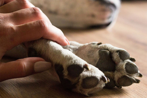 Qué cuidados brindan las guarderías caninas a los "hijos de cuatro patas"