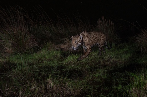 El Parque Nacional Iberá suma a Takajay, un yaguareté originario del Impenetrable chaqueño