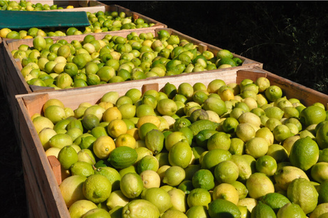 Los limones, una de las economías regionales amenazadas por la importación