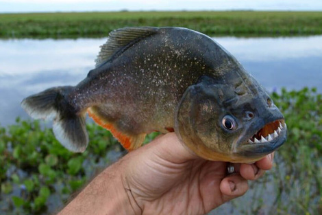 Las palometas al ataque: más de 30 heridos en Santa Fe