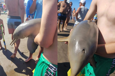 Como en Santa Teresita, ahora en Mar del Tuyú: sacaron un deflín del agua para sacarse fotos y murió