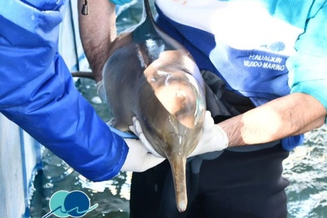 Cómo salvar una vida: Qué hacer ante un varamiento marino (Imagen: Fundación Mundo Marino)