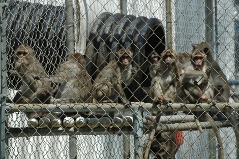 Los monos del Centro de Investigación de Primates Alpha Genesis en Yemassee. Foto: New York Post