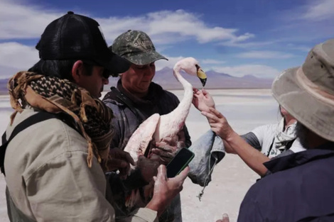 Relevan el impacto de la minería en flamencos 