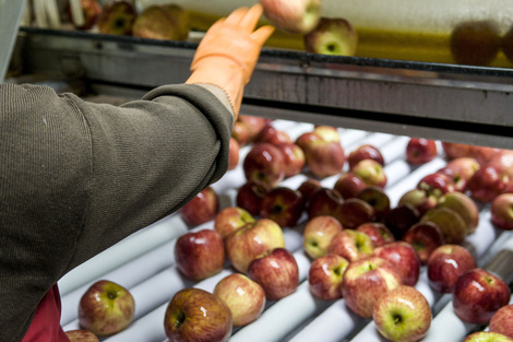 La producción nacional de manzanas cayó en 2024.