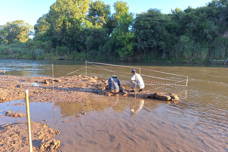 Hallaron restos fósiles de un Gliptodonte en el Río Calamuchita, Córdoba