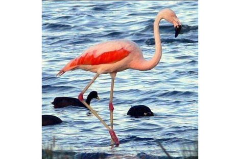 Son amenazadas las aves acuáticas migratorias. (Fuente: Gentileza)