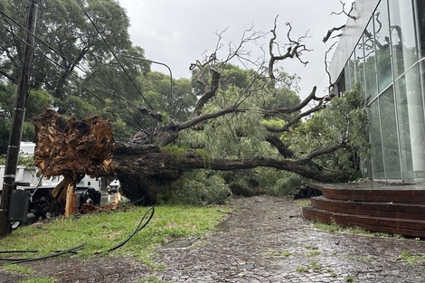 Destrozos en Buenos Aires tras el temporal: impactantes imágenes y videos