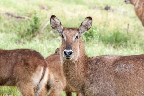 El Huemul es un mamífero en peligro de extinción