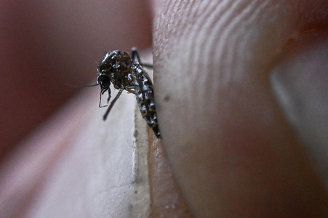 La iniciativa, que incorpora la IA para controlar brotes, forma parte del Plan bonaerense de Prevención y Acción frente al Dengue