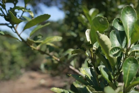 Se estima que hay unos 12.000 pequeños productores de hoja verde.