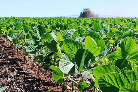 La producción de soja está estancada en torno a las 50 millones de toneladas.