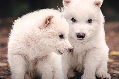 Rómulo y Remo, los cachorros de Lobo terribles recreados por científicos