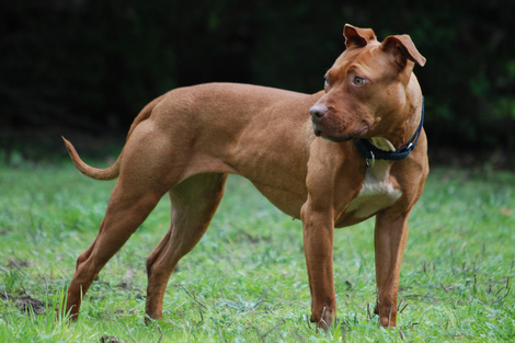 El pitbull es una raza sometida a controles en Mar del Plata, la ciudad de la tragedia