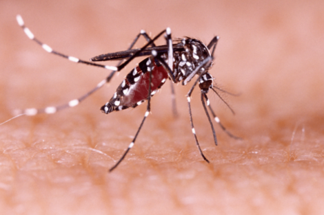 Dengue: murió una joven de 25 años que no tenía comorbilidades