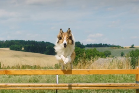 Desde Lassie hasta Flipper, un repaso a íconos del cine en el Día del animal 