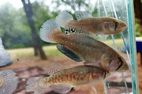 Científicos argentinos descubrieron una especie animal: cómo es el nuevo pez killi gigante