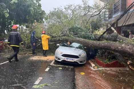 Hubo caída de árboles por el temporal. 