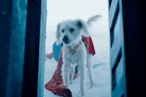 Krypto: el amigo canino de “Superman” tendrá nuevas aventuras en una serie de cortometrajes