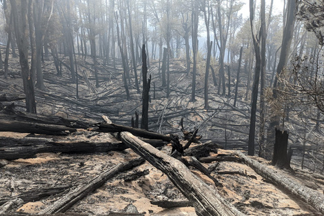 Se quemaron 32 mil hectáreas de bosque patagónico