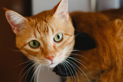 Una mutación genética que hace únicos a los gatos naranjas 