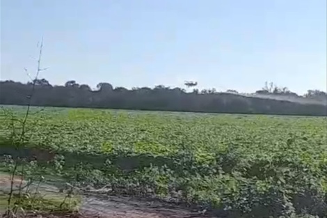 Los rociaron con agrotóxicos y afectaron sus sembradíos