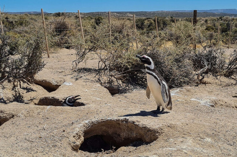 Matar pingüinos es delito. (Fuente: Redes sociales)