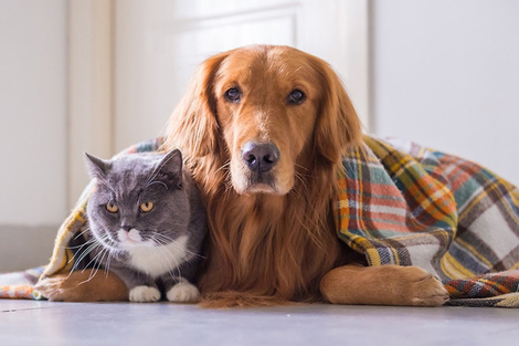 Ola polar: cómo proteger a perros y gatos  ante el frío extremo